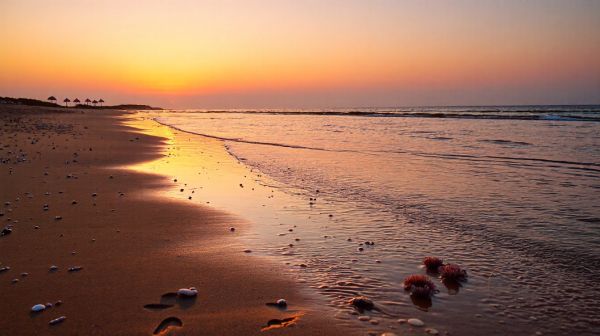 Les meilleures plages à Wimereux pour admirer les étoiles de mer